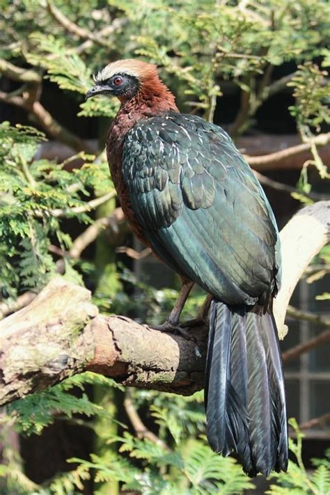 The White-crested Guan (Penelope pileata) is a species of bird in the Cracidae family, the ...