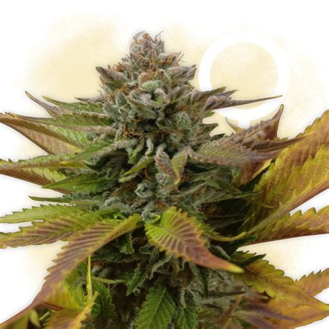 White Berry - Strain Information - CannaConnection