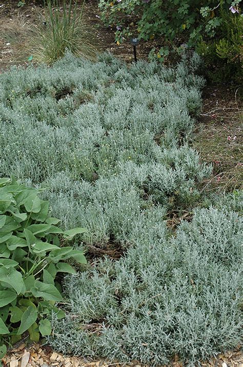 Cotton Lavender (Santolina chamaecyparissus) in Naperville Aurora Batavia Oswego Chicago Wheaton ...