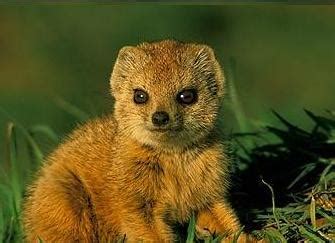 Spotlight on: Cute Baby Mongooses - Baby Animal Zoo