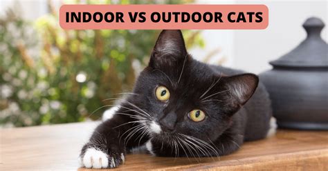 Indoor vs Outdoor Cats - Shoreline Happy Paws