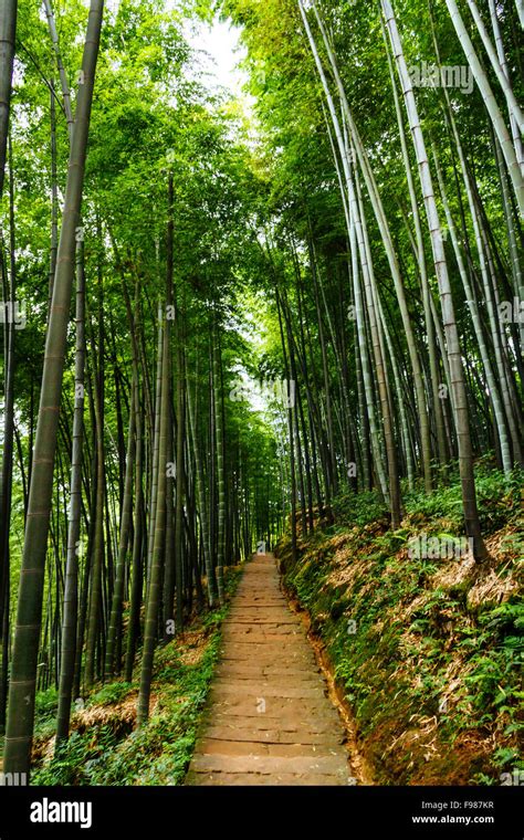 Yibin, Sichuan province, China - Beautiful view at Shunan Bamboo Sea national park Stock Photo ...