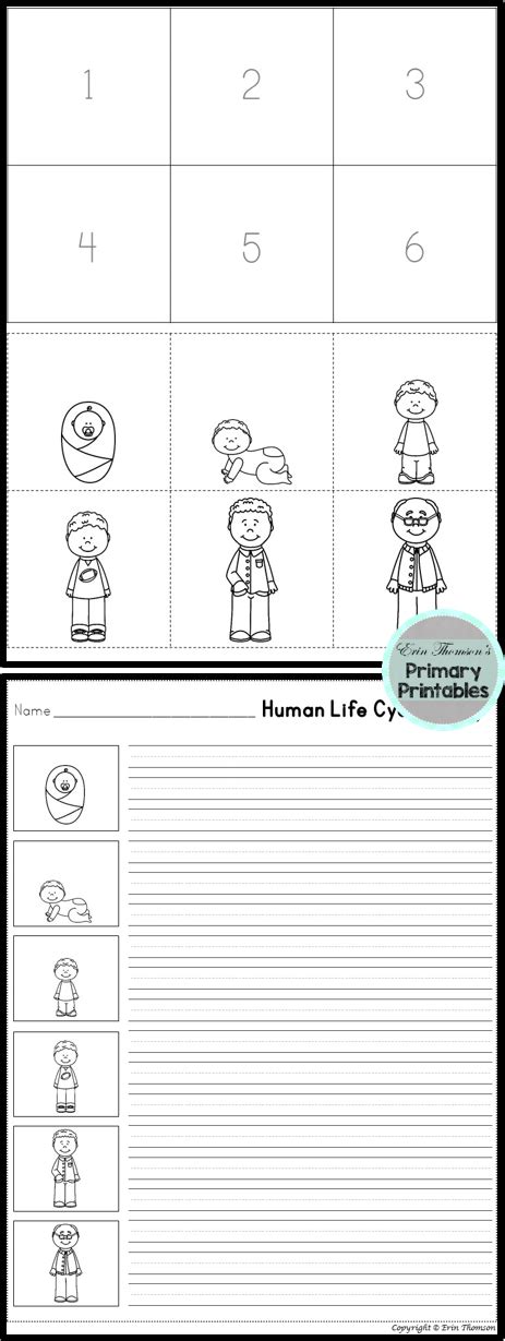 FREE Human Life Cycle Sequence ~ Includes boy and girl versions! | Life ...