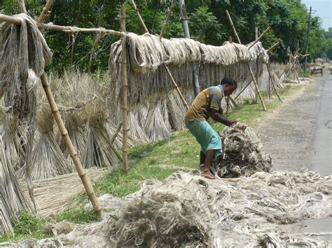 Jute Harvest | Jute, Harvest