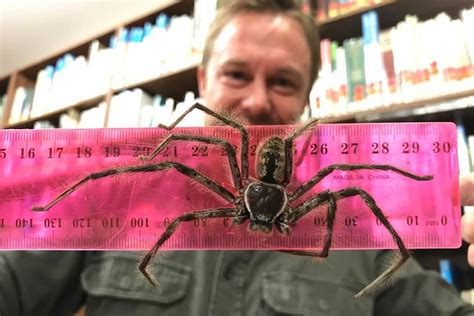 Australian zookeepers believe a hulking Huntsman spider handed in at a ...
