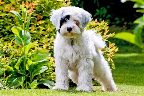 Tibetan Terrier Dog Breed Information and Characteristics | Daily Paws