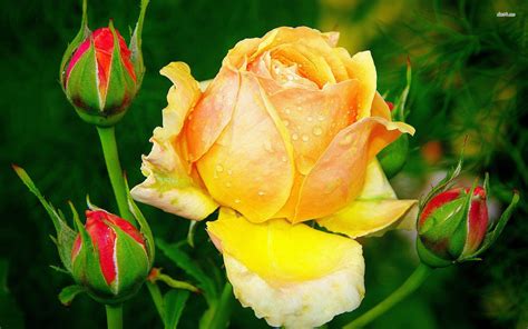 Free photo: Yellow Rose - Flower, Gift, Nature - Free Download - Jooinn