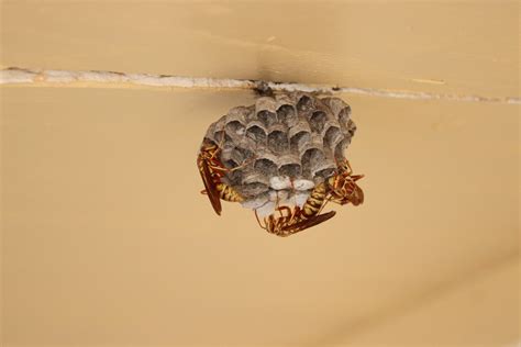 Wasps – Southern Highlands Pest Control