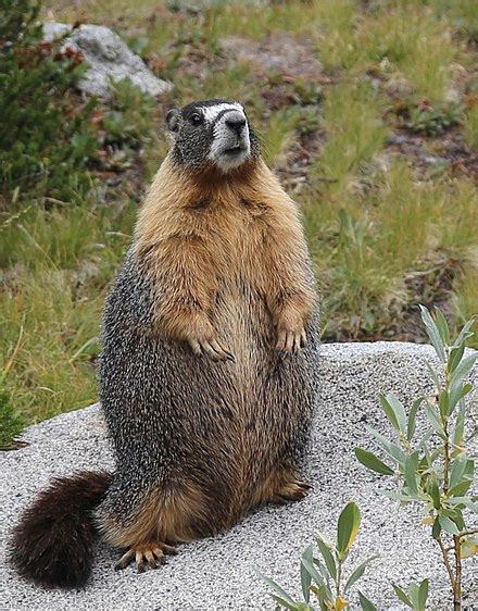 Yellow Bellied Marmot Diet Plan - Run.