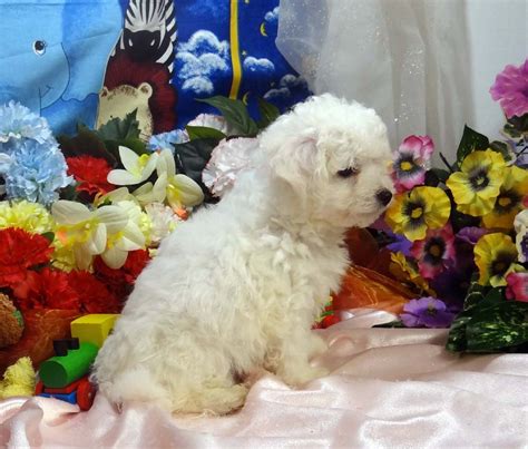 Bichon Frise Puppies For Sale | Prince George, BC #234679