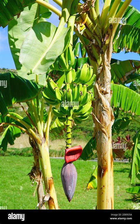 Plantain tree hi-res stock photography and images - Alamy