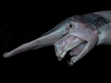 6 sea creatures with funny faces – and why they look so weird | New ...