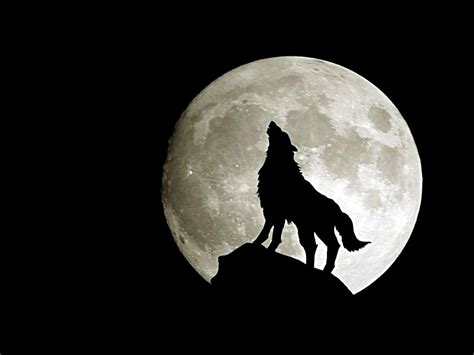 wolf under full moon wallpaper #Animal #Wolf #Dark #Howling #Moon #720P #wallpaper #hdwallpaper ...