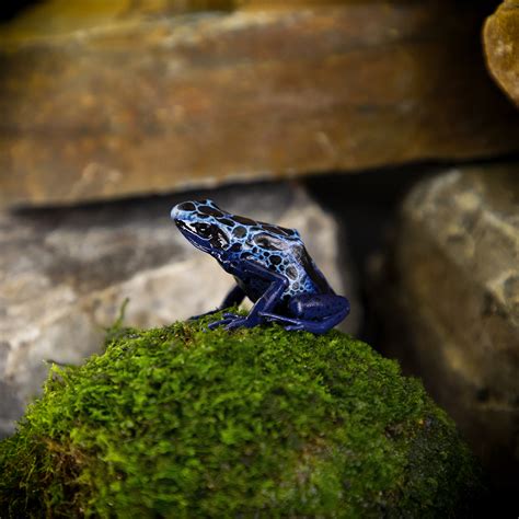 Dendrobates Tinctorius New River - Jungle Jewel Exotics