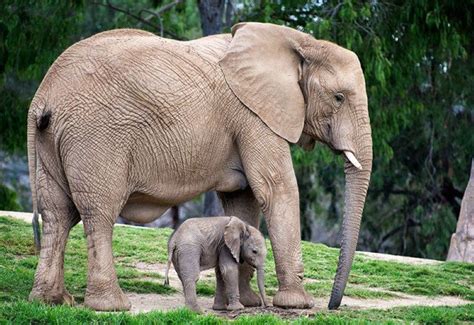 30 Adorable Animals Posing with Their Parents | Baby animals pictures, Animals, Cute animals