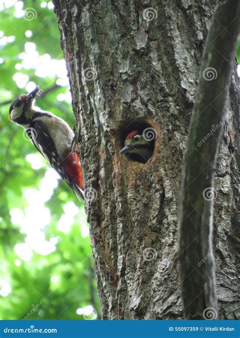 Woodpecker feeding chicks stock image. Image of mother - 55097359