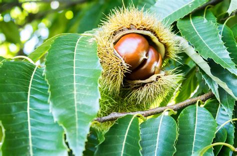 Chinese Chestnut Tree For Sale | Great Tree for Wildlife