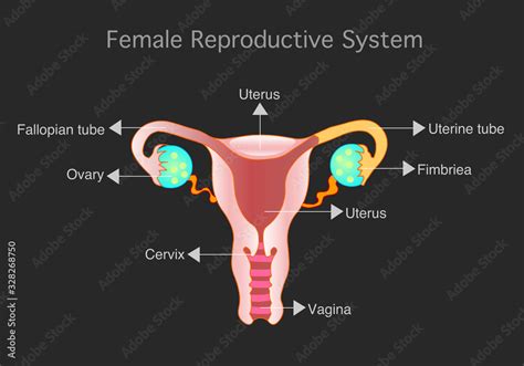 Vettoriale Stock Female, Woman reproductive system parts. Women organs of reproduction anatomy ...