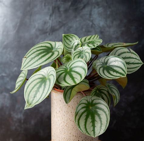 25 Amazing Peperomia Varieties