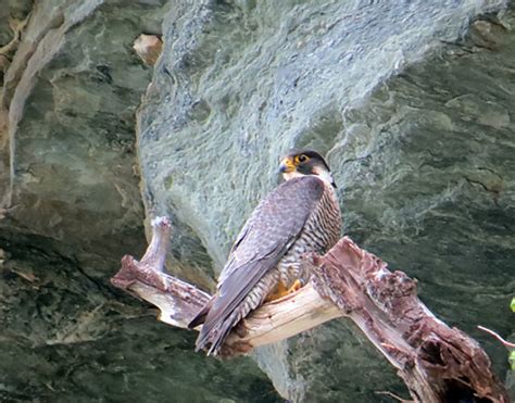 Grandfather Mountain celebrates peregrine falcon nesting - Grandfather ...