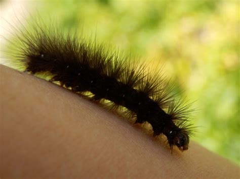 Wildlife on our allotment: White Ermine Moth Caterpillar