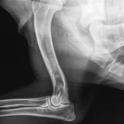 Signs, Causes, and Treatment of Elbow Dysplasia in Dogs – Furtropolis