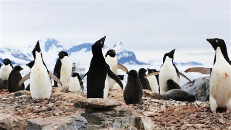 Why is Antarctica so important for measuring climate change? - BBC Teach