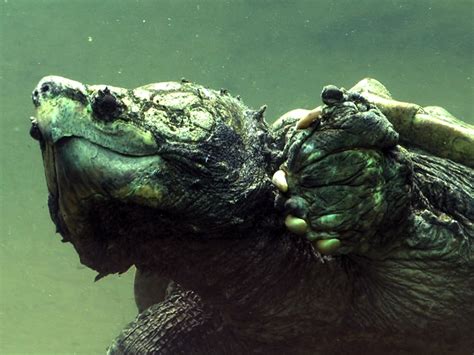 Alligator Snapping Turtle | Alexandria Zoo