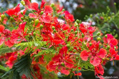 Flowering Trees of Thailand – Flame Tree - Tim's Thailand