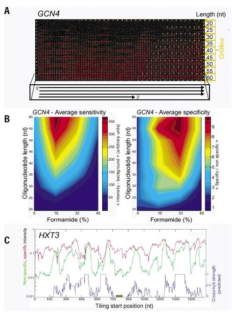 Effects of oligonucleotide length and hybridization stringency on... | Download Scientific Diagram