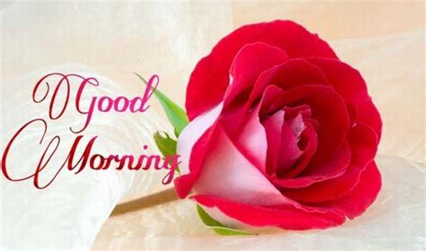 Good Morning With Pink Rose ! - Good Morning Wishes & Images