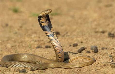 Spitting Cobra Bites a 10-month old Baby – Cobras.org