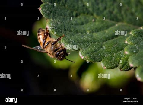 honey bee close up Stock Photo - Alamy