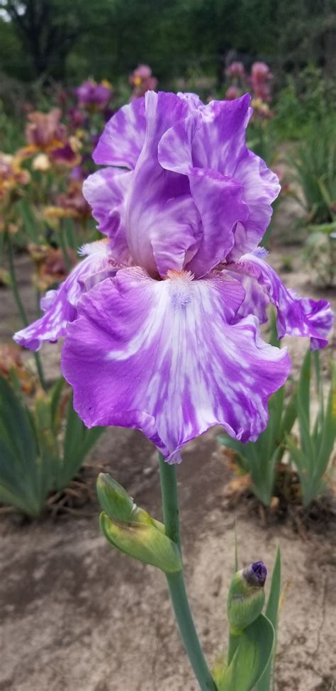 David Toth Irises