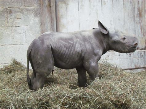 Black rhino calf born at the Cincinnati Zoo | WKRC