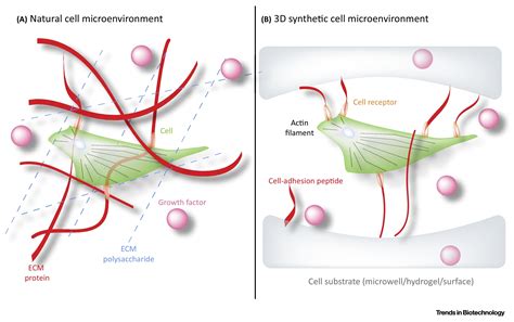 Discovering Cell-Adhesion Peptides in Tissue Engineering: Beyond RGD ...