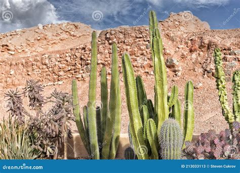 A Xeriscape Cactus Garden, a Style of Landscape Design Requiring Little ...