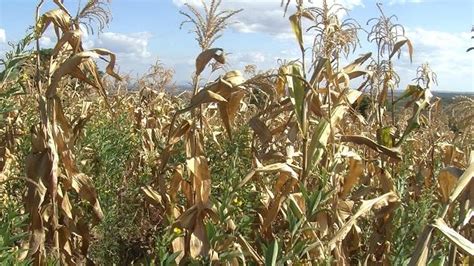 Harvesting maize in a good way | Access Agriculture