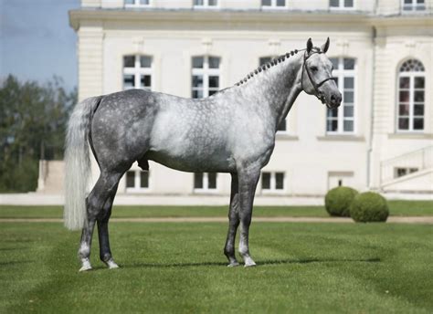 Hanoverian Horse Info, Origin, History, Pictures