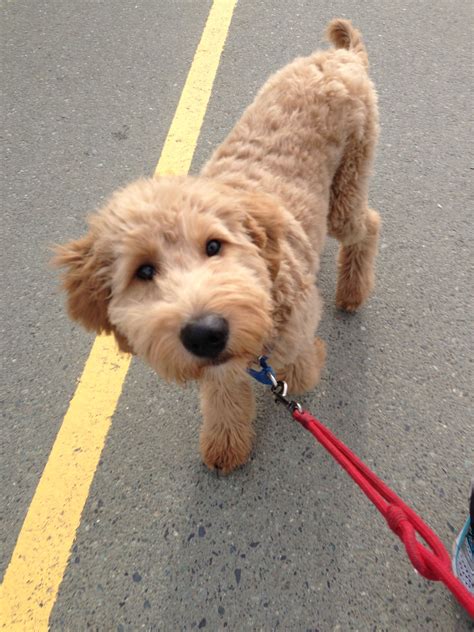 goldendoodle. Gave one of these cuties a bath today at work. Biggest sweet heart Goldendoodle ...