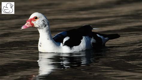 Muscovy Duck [Fascinating Facts, Uses, & Characteristics]