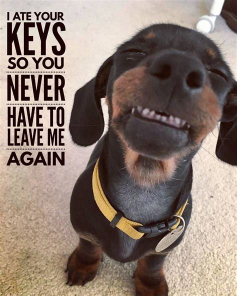 Good job 😍😍😂😂 . . 📷 @bun_thesausagedog | Dachshund memes, Funny dogs, Cute animals