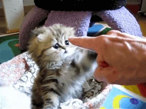 Kitten Touching Pointing Finger GIF | GIFDB.com