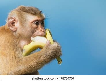 13,608 Monkey Eating Banana Images, Stock Photos, and Vectors ...