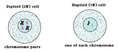 84 Cool How Many Chromosomes Do Haploid Cells Contain - insectza