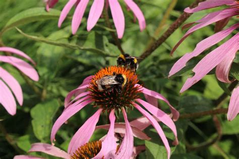 “Planting Purple Coneflowers Made Easy: Expert Tips on Propagation and Pitfalls to Dodge” – Thuy ...