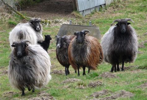 Animals With The Most Impressive Hair You've Ever Seen