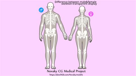 Difference between male&female skeleton - 3D model by 1225659838@qq.com ...