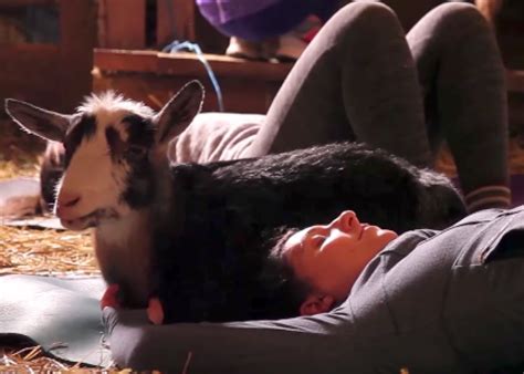 Goat Yoga combines yoga and goat therapy (VIDEO).