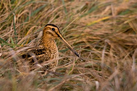 Common Snipe | Birds, Bird, Animals